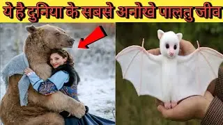 यक़ीन नहीं होता इनको भी पालते हैं लोग || Beautiful Pet Animals ||wildpets &lrm;@greenlifefacts&nbsp;