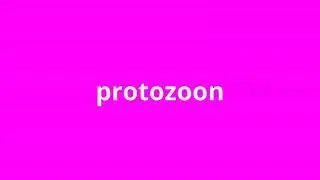 what is the meaning of protozoon.