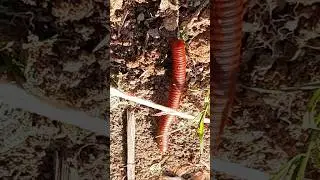 Wild Worm s77 Front Camera shot🎦