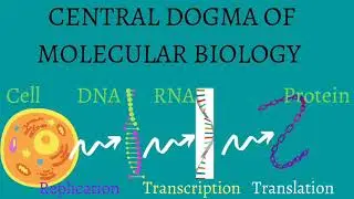 Central Dogma of Molecular Biology. 02