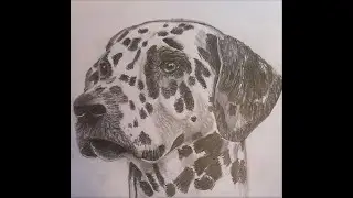4 Steps to Drawing a Realistic Dalmatian Dog with Graphite Pencil Part 2