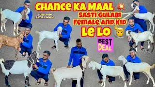 Chance Ka Maal💥 Sasti Gulabi Hydpat Sojat Patira Female And Punch Face kid At Aayat Goat Farm #goat 