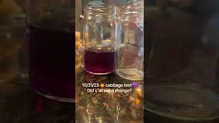 Have yall tried this old wives tale gender test? #cabbagetest #boy #girl #forfun 🤩