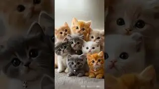 cute kitten is meowing 😍😍🥰#cat #kitty #viralvideo  @LilyJoy777 @MTCAnimalWorld