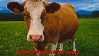 We were only able collect food for 2 cows here is how we collected for the next |World support group