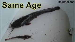 Amazing difference in Walking Catfish growth rates, very small to very large fish all the same age.