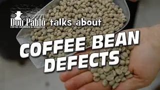 Coffee Bean Defects and how to spot them