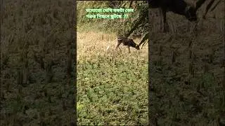 cow video. #nature #love #villagelife #beautiful #shirts#shirtvideo