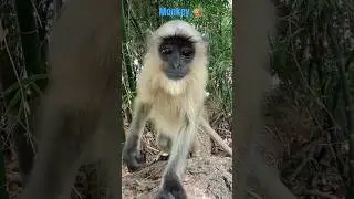 Monkey jumping on the tree 🌴! monkey cute reaction//