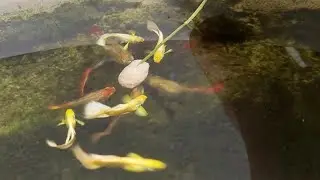 Feeding mixed guppies underwater view🥰 #guppy #guppyfish #guppies #feeding #music #peaceful 