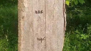 Common Whitetail Dragonfly