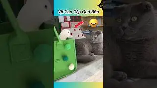 😱 Vịt Con Nhận Quả B&aacute;o Rồi 🦆 #th&uacute;cưng #vậtnu&ocirc;i #ch&oacute;m&egrave;oh&agrave;ihước #funny #pets #cat #cute