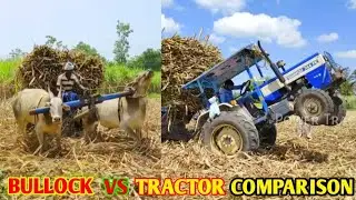 Bullock vs Tractor Comparison | Sugarcane Load Pulling Power Performance