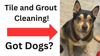Tile and Grout Cleaning - Got Dogs? #live #dogs #lasvegas #tilegroutcleaning #89084 #crazydogs #fyp