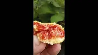 Pops Purple Fig Review 8-3