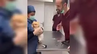 Fear For Injection... | Viral Video.... | Puppy Injection Reaction | Funny Video.....
