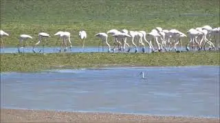 FLAMINGOS NA LAGOA DE ÓBIDOS EM 05 06 2022