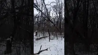 Cutting trees down.
