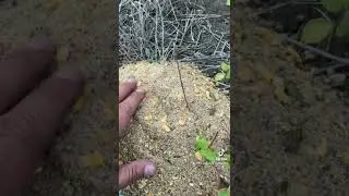 Triple threat! 3 deer attractants from Kansas Prairie deer feeders
