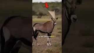 What is on This Antelope's horn? #shorts #antelope