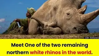 World Wildlife Day 3rd March Endangered species and Human being!