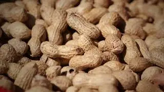 Organic Groundnut Oil | Farm To Your Kitchen | Wood Pressed Oil | Natureland Organics 
