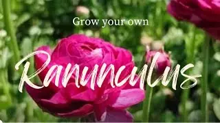 Grow your own spring flower/ How to grow Ranunculus from corms Part 1