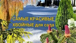 ТОП-5 ЛУЧШИХ ХВОЙНЫХ РАСТЕНИЯ🌲 для любого САДА | Самые Красивые Хвойные | Лучшие хвойные в моем саду