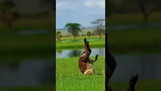 Amazing weapons of animals.動物たちの驚くべき武器 Nature's fiercest defenders #wildlife #nature #animals