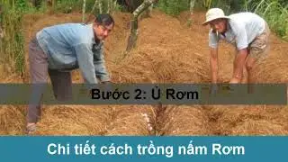 Cách trồng Nấm Rơm - Chi tiết kỹ thuật trồng Nấm Rơm năng suất cao