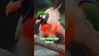 animal_wildlife #animals #cat #lifeisbutadream #birds #animalpictures #jimcorbettwildlifeandnature