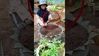 New method of tomato cultivation🍅🤯#farming