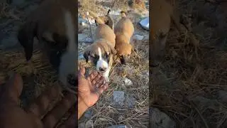 Motherless Puppies Rescue 🤩🛟#shorts #puppyrescue #orphan #rescuepuppies #puppy #animals #cutepuppies