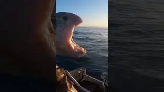 👽Wolf Eel. Underwater Alien!👽 #shorts #fishing #FishTough!