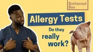 At home Allergy Testing Kits For Dogs - Do They Really Work?