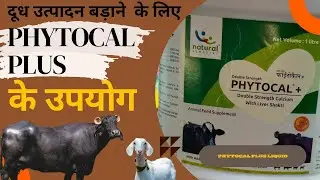 Phytocal Plus दूध बडेगा 100%। Animal Feed Supplement। Calcium Product।