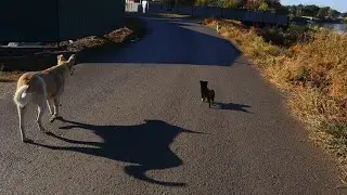 3 Big Stray Dogs and a Puppy | Walk with us Today | Plant Based Dinner