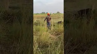 Quail Hunting &hellip; #hunting #gundog #quailhunts