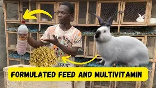 My formulated rabbit feed mixed with multivitamins best growth for rabbit