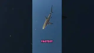 Risking 2 wahoo 1 dive! #fishing #spearfishing #catchandcook