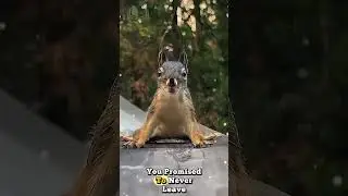 The Squirrel is Searching For Food ❤️&zwj;🔥🎯  | #shortvideo #squirrel #food #viral