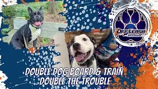 Knoxville Dog Trainers - Two Dogs, One Program, Real Results