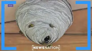 Radioactive wasp nest found at site where US once made nuclear bombs | Elizabeth Vargas Reports