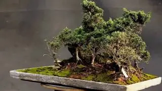 Forest Bonsai - Yose-ue