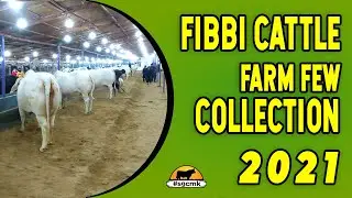 FIBBI CATTLE FARM 2021 FEW COLLECTION | Cow Mandi 021 | Gulabi Bachray/Bachriya.