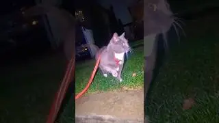 Gary Cat Shorts Caturday Night #shorts #cat #caturday #funny #trending