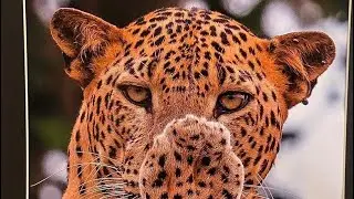 Wildlife photo exhibition || 2024