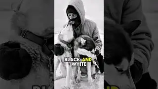 Can Dogs Really See in Color? #facts #animals