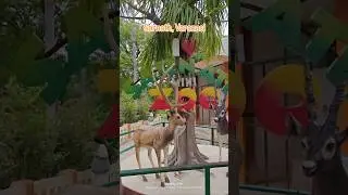 Mini Zoo, Sarnath, Varanasi #varanasi #banaras #up #budhist #temple #minizoo #viral