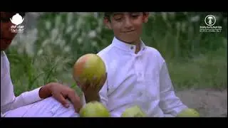 مهرجان الرمان